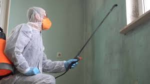 Why You Should Choose Our Mold Remediation Services in Port Orange, FL